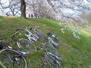 今日はお花見サイクリング